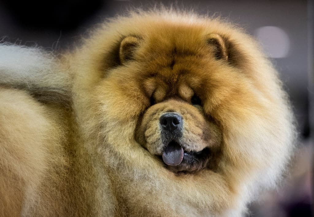 NEW YORK, NY - FEBRUARY 12: Green the Chow Chow sits in the grooming area at the 142nd Westminster Kennel Club Dog Show at The Piers on February 12, 2018 in New York City. The show is scheduled to see 2,882 dogs from all 50 states take part in this year's competition. (Photo by Drew Angerer/Getty Images)