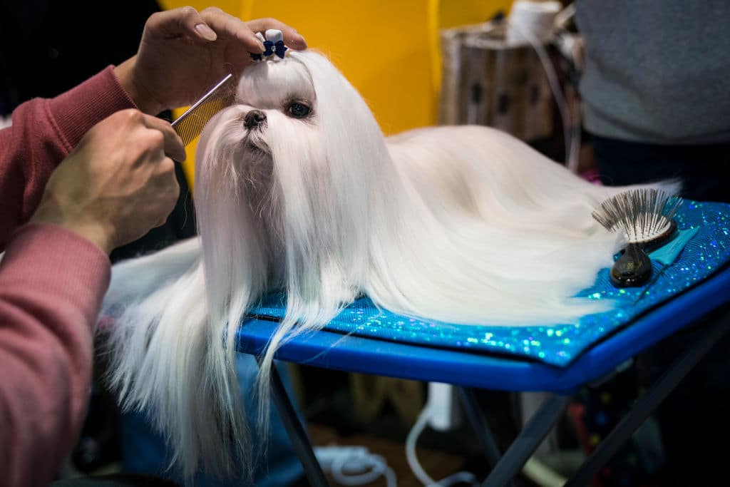 NEW YORK, NY - FEBRUARY 12: Robin the Maltese gets groomed backstage at the 142nd Westminster Kennel Club Dog Show at The Piers on February 12, 2018 in New York City. The show is scheduled to see 2,882 dogs from all 50 states take part in this year's competition. (Photo by Drew Angerer/Getty Images)