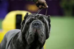 NEW YORK, NY - FEBRUARY 13: A Neapolitan Mastiff competes in the working group on the final night of the 142nd Westminster Kennel Club Dog Show at The Piers on February 13, 2018 in New York City. The show is scheduled to see 2,882 dogs from all 50 states take part in this year's competition. (Photo by Drew Angerer/Getty Images)