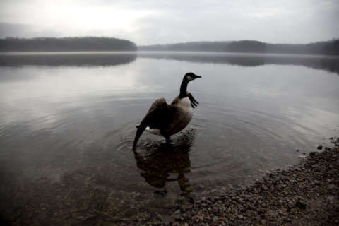 Dead goose falls from Md. sky, knocks hunter unconscious