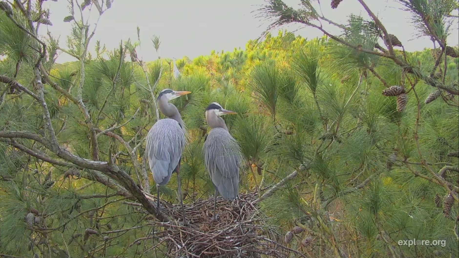 These birds, pictured Feb. 18, are perched 80 feet high in loblolly pine trees on Maryland's Eastern Shore. The nest's exact location is secret to help ensure they're not disturbed by curious bird enthusiasts. (Courtesy of the Chesapeake Conservancy)