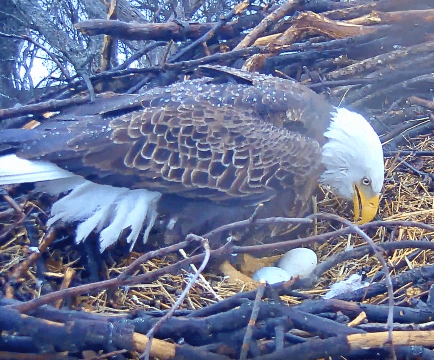Photo shows an eagle with eggs