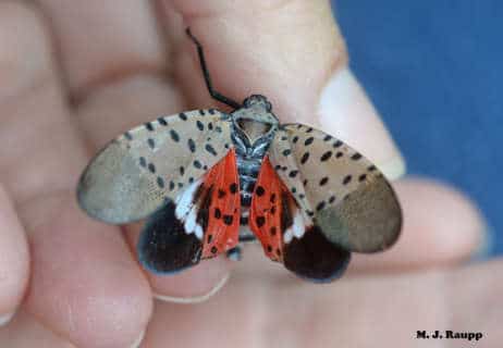 Invasive spotted lanternfly makes journey into Virginia