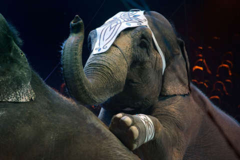 Md. legislative roundup: Elephants, artificial turf, ‘unspecified’ ID gender