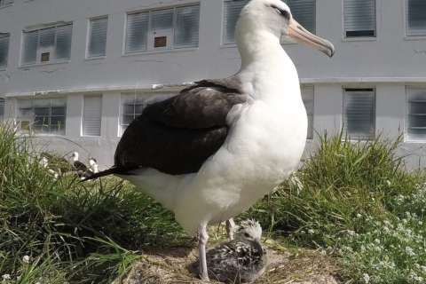 World’s oldest known wild bird is a mom again at 67 (Video)