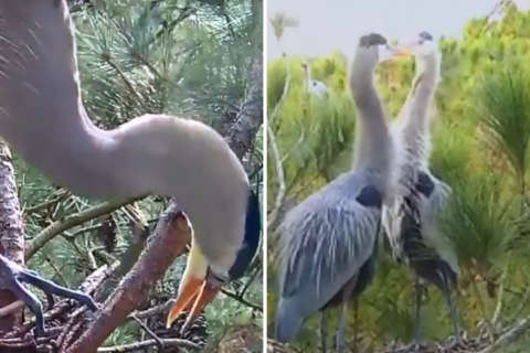 On Maryland’s Eastern Shore, the herons aren’t camera shy