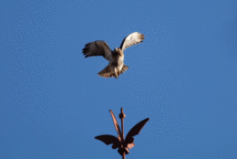 Snowy owl in flight