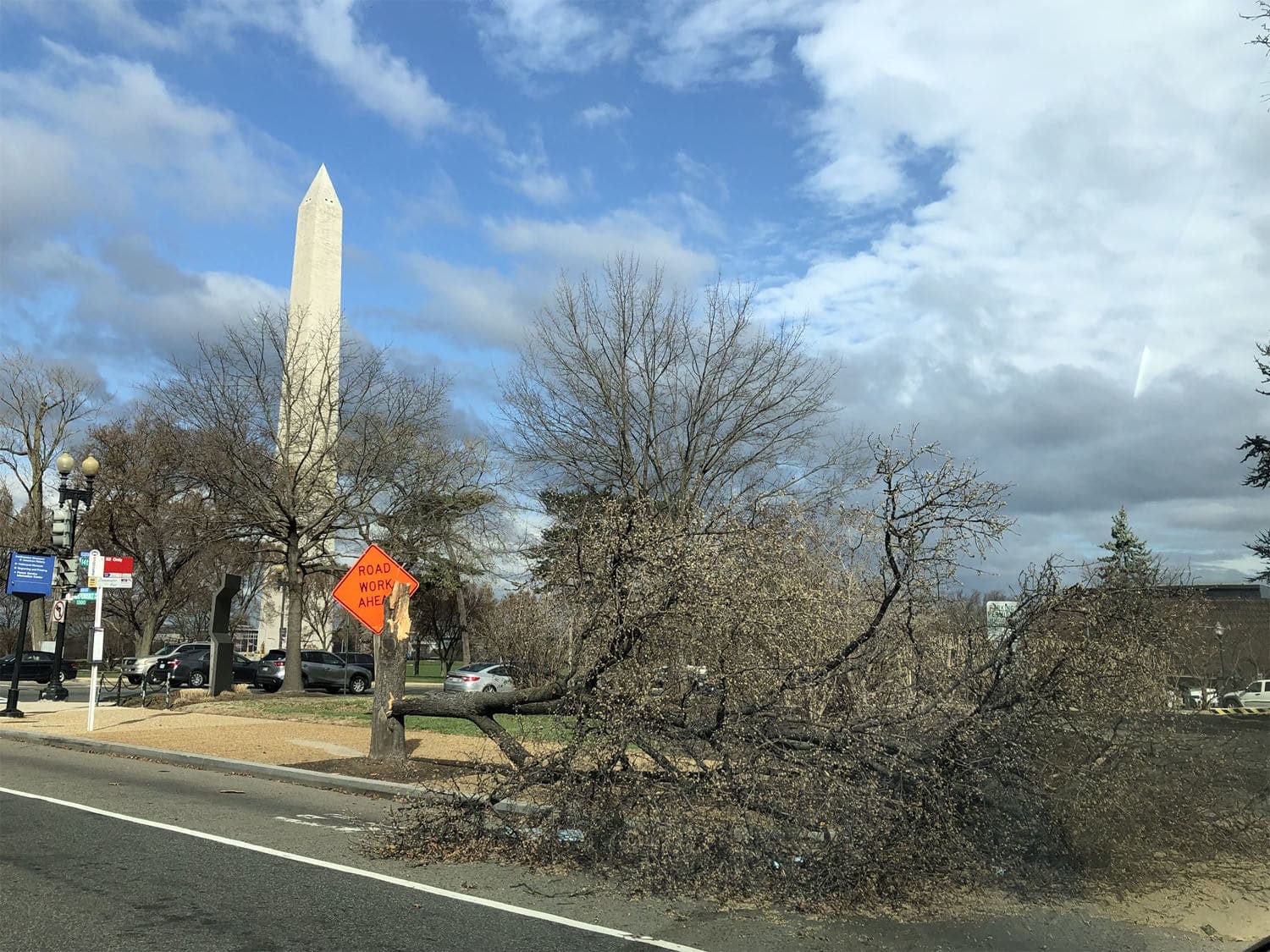 The winds downed trees across D.C. (Courtesy María Yliquín via Twitter.)