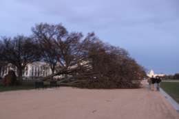 A downed tree lays across part of the National Mall on Saturday. (Courtesy Jim Havard)