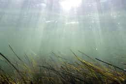 For years, nutrient pollution had fueled the growth of algae, blocking the sun from reaching the aquatic grasses on the bottom of the bay. (Courtesy University of Maryland Center for Environmental Science)