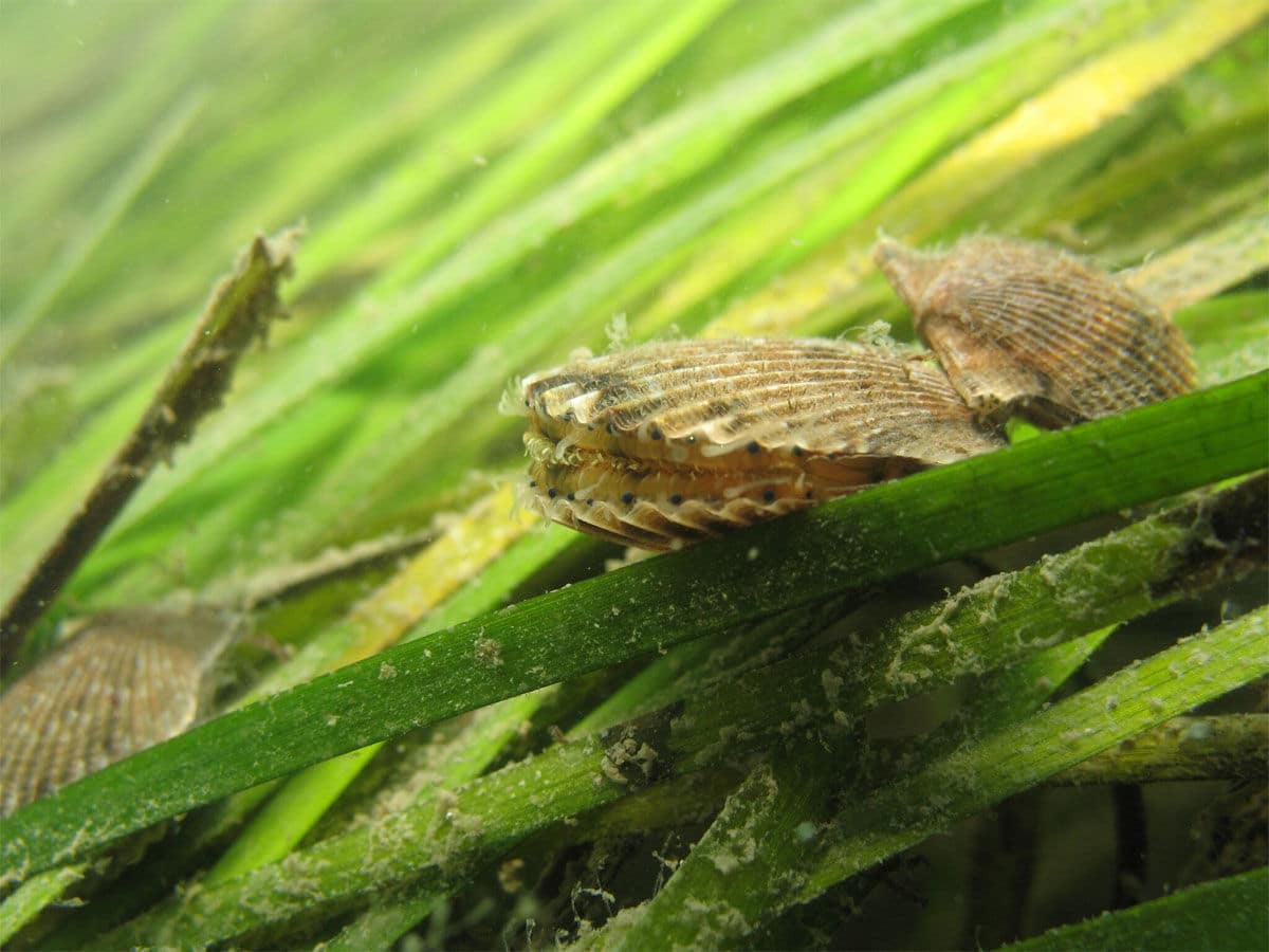 The underwater grasses are considered ecologically important because they provide a habitat for baby crabs and other creatures and helpe protect shorelines. (Courtesy University of Maryland Center for Environmental Science)
