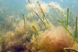 Nurtrient pollution in the bay also caused algae to grow on the aquatic vegetation itself, further blocking it from needed sunlight. (Courtesy University of Maryland Center for Environmental Science)