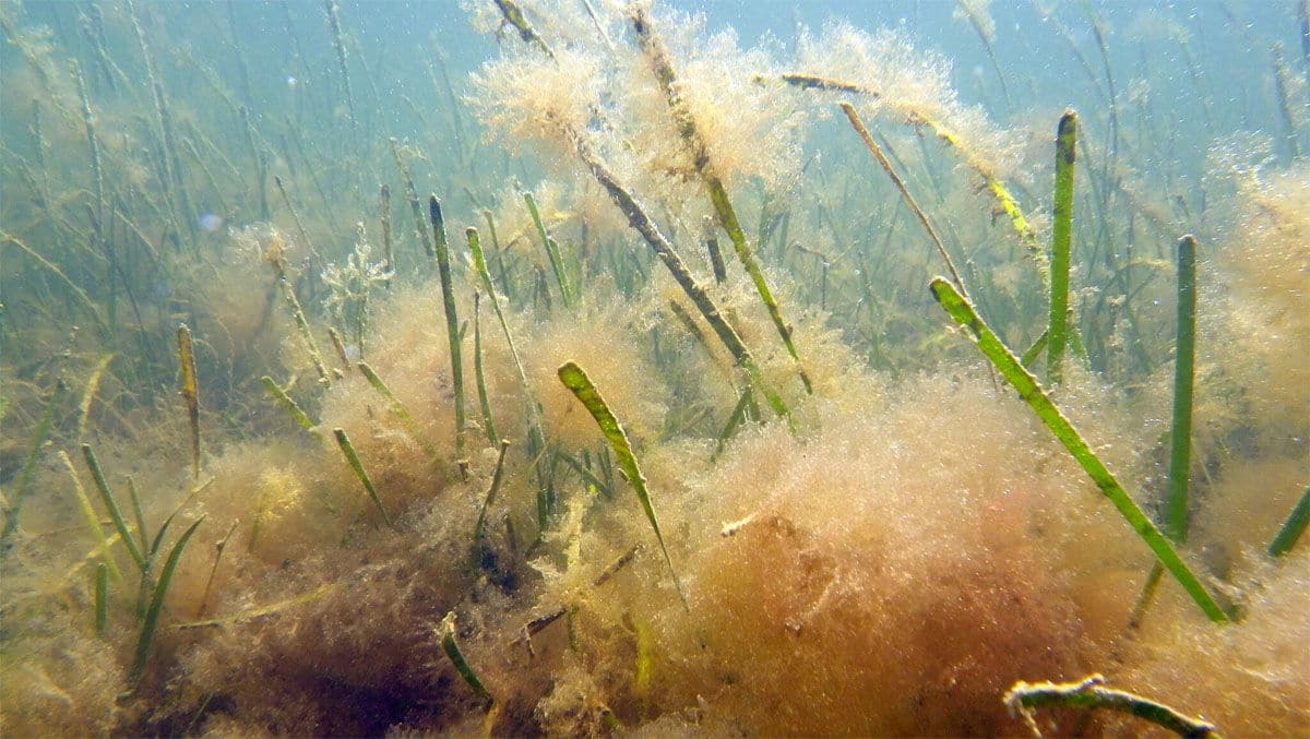 Nurtrient pollution in the bay also caused algae to grow on the aquatic vegetation itself, further blocking it from needed sunlight. (Courtesy University of Maryland Center for Environmental Science)
