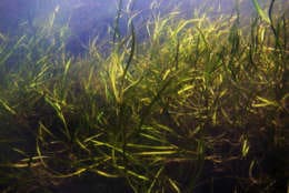 Aquatic grasses making a comeback in the Chesapeake Bay. (Courtesy University of Maryland Center for Environmental Science)