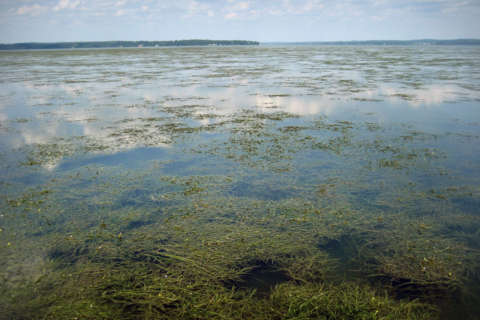 Underwater comeback: Aquatic grass reappears in Chesapeake Bay