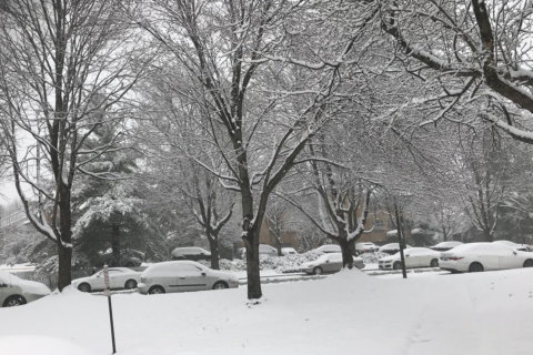 The scene in Alexandria, Virginia, a little before noon on Wednesday, March 21. (Courtesy Sylvie Nguyen-Fawley via Twitter)