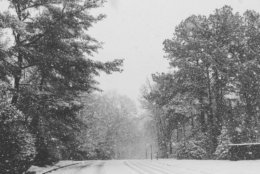 Snow sticks to the trees and the road in Reston, Virginia. (Courtesy Robbie Nolan via Twitter)