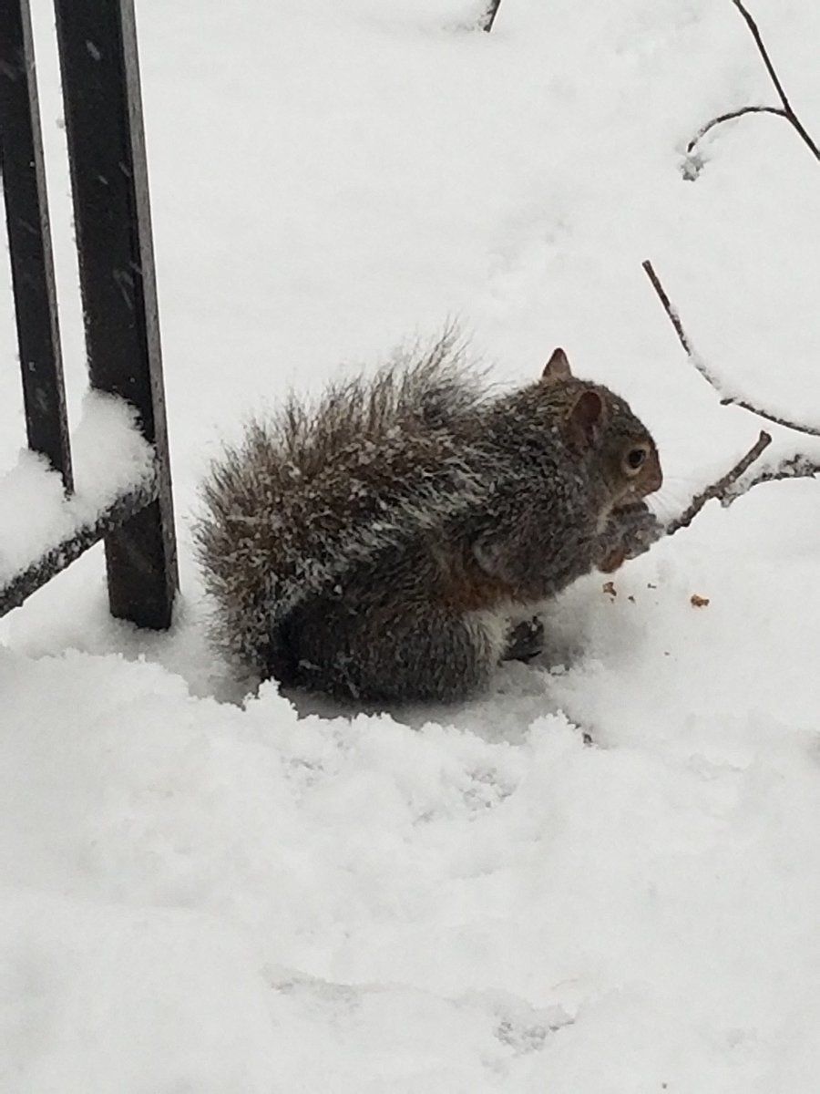 A squirrel, perhaps expecting spring, forages for food. (Francisco Alquijay via Twitter)