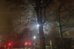 Ice coats a tree in Northwest D.C. Wednesday, March 21. (WTOP/William Vitka)