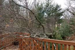 A downed tree just missed a Silver Spring house on Friday. No one was injured. (Courtesy Dar Maxwell)