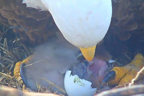 High above Southwest DC, a 2nd eaglet is coming out of its shell