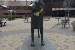 The UMBC mascot, fittingly named “True Grit,” dressed up for the occasion. (WTOP/Keara Dowd)