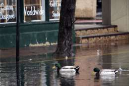 Some shops along Dock Street were spared while others had several inches of water inundation during high 