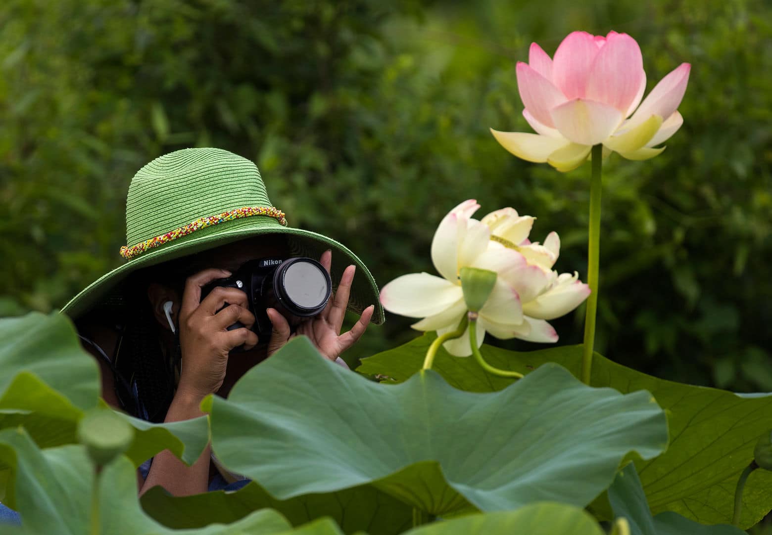 A woman who did not wish to give her name photographs blooming lotus flowers at Kenilworth Park and Aquatic Gardens in Washington, Saturday, July 8, 2017. The week-long "Lotus and Water Lily Festival" begins, Saturday July 15, at the park. (AP Photo/Carolyn Kaster)