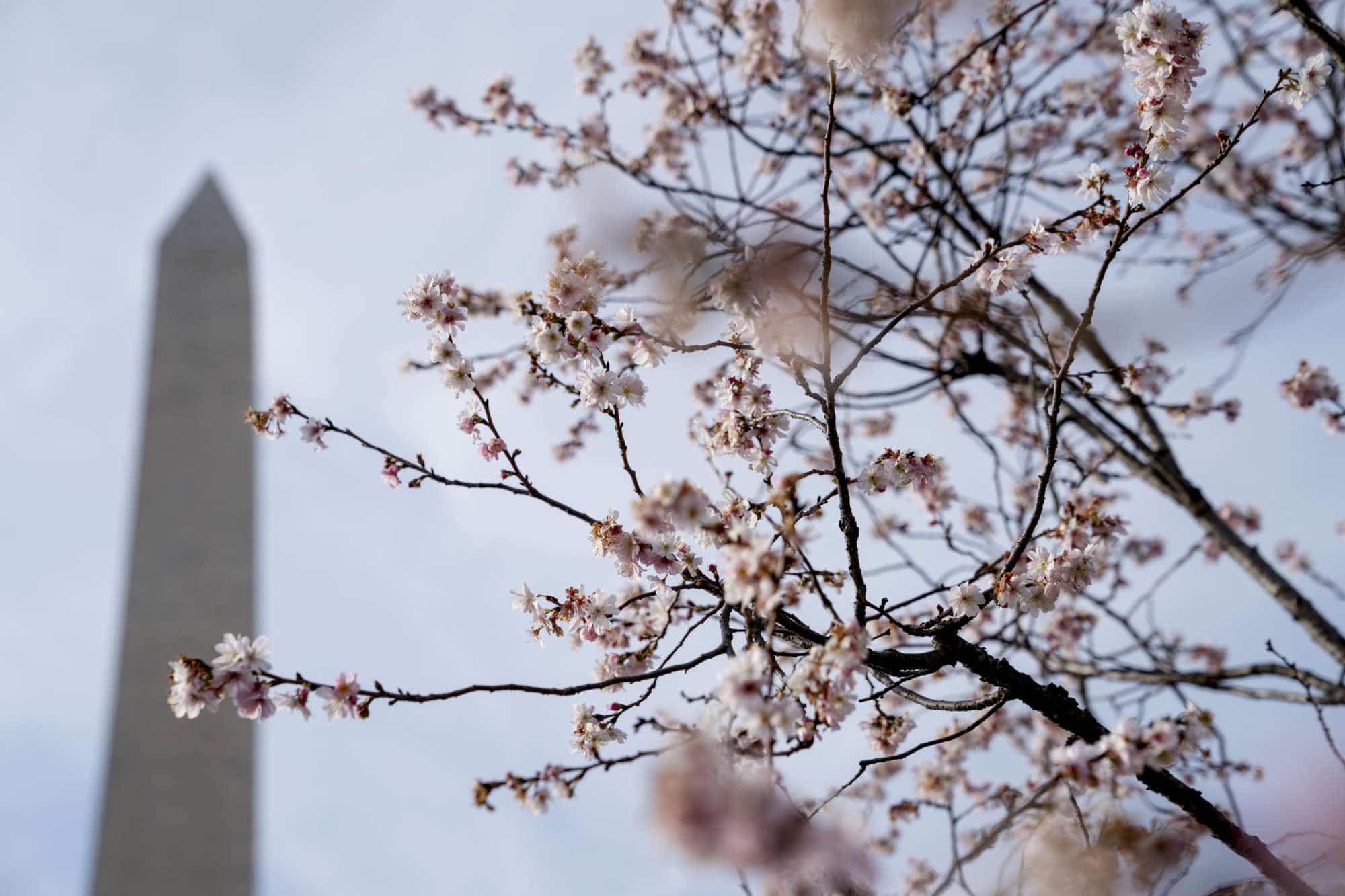 GDT: On average, today is peak cherry blossom viewing in