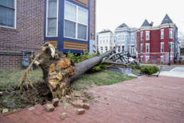 A tree is blown over as the region experiences high winds, Friday, March 2, 2018 in Washington. (AP Photo/Andrew Harnik)
