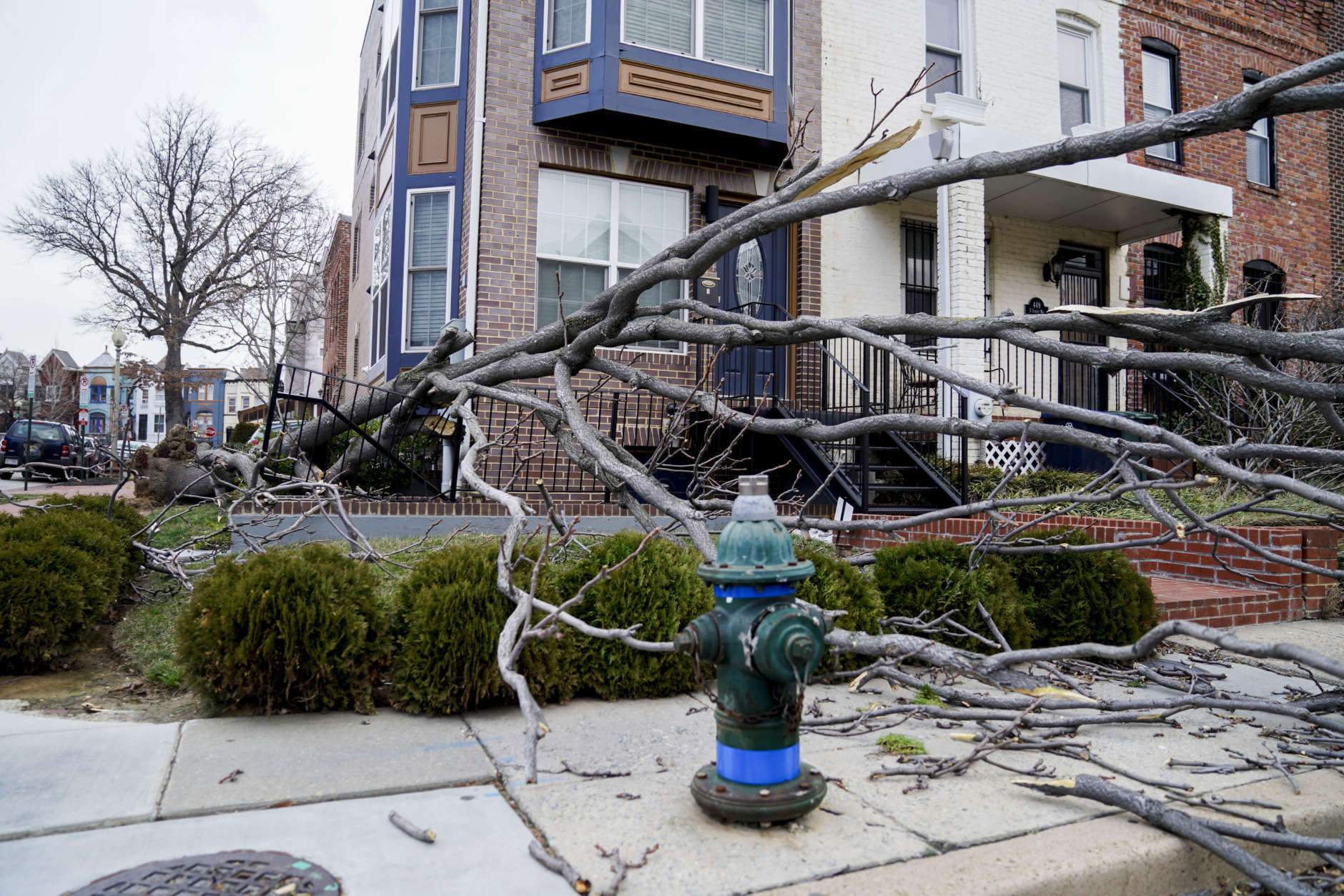 A tree is blown over as the region experiences high winds, Friday, March 2, 2018 in Washington. (AP Photo/Andrew Harnik)