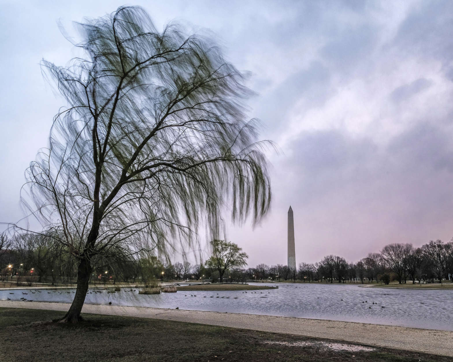 Willow trees surrounding the Constitution Gardens on the National Mall in Washington blow in the wind on a blustery day in the Nation's Capital, Friday, Mar. 2, 2018. (AP Photo/J. David Ake)