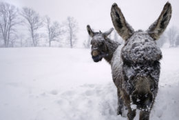 Snow covered donkeys stand outside during a winter storm in Chester, N.H., Tuesday, March 13, 2018. The nor'easter is expected to deliver up to 2 feet of snow to some areas of New England, bringing blizzard conditions to parts of coastal Massachusetts and covering highways with snow. (AP Photo/Charles Krupa)