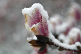 Snow coats a magnolia blossom near the tidal basin, Wednesday, March 21, 2018, in Washington, during a snow storm on the second day of spring. (AP Photo/Jacquelyn Martin)