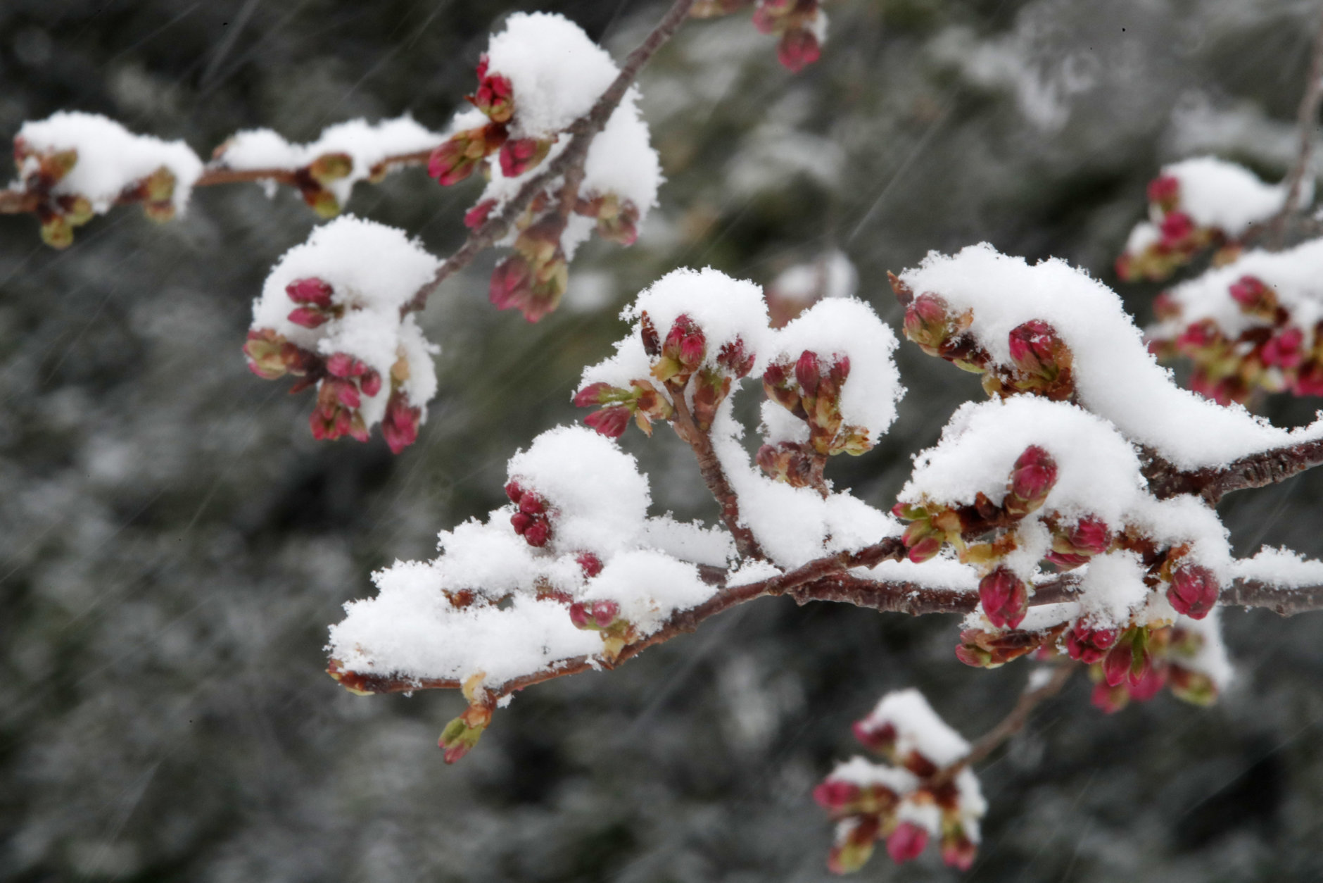 Snow covers budding cherry blossom trees, Wednesday, March 21, 2018, at the tidal basin in Washington during a snow storm on the second day of spring. (AP Photo/Jacquelyn Martin)