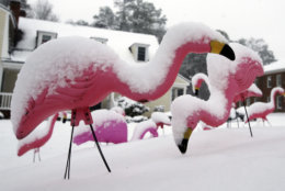 Plastic flamingos are covered in snow as they decorate a front walk of a business in Richmond, Va., Wednesday, March 21, 2018. (AP Photo/Steve Helber)