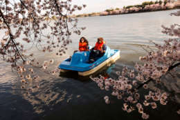 Helen Gonzales, 21, left, and Wagas Noor, 21, both of Washington, paddle boat among hanging cherry blossoms in bloom at the tidal basin in Washington, Wednesday, April 9, 2014. (AP Photo/Jacquelyn Martin)
