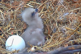 Another view of the eaglet that hatched on March 17 in D.C. (Courtesy Earth Conservation Corps)