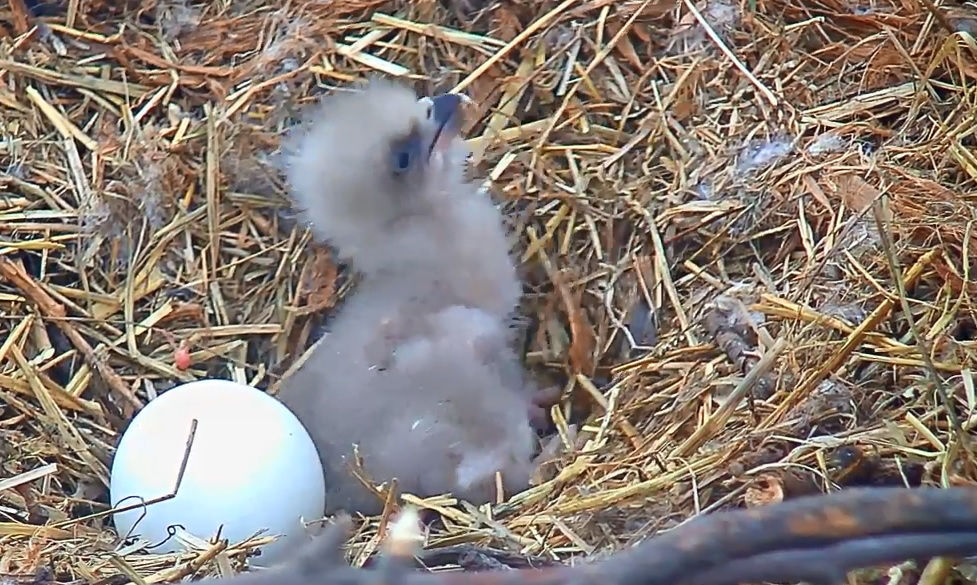 Another view of the eaglet that hatched on March 17 in D.C. (Courtesy Earth Conservation Corps)