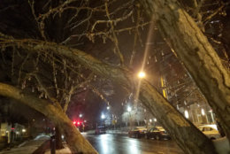 Icicles hung from the trees in D.C. Roads were wet but relatively snow free. (WTOP Will Vitka)