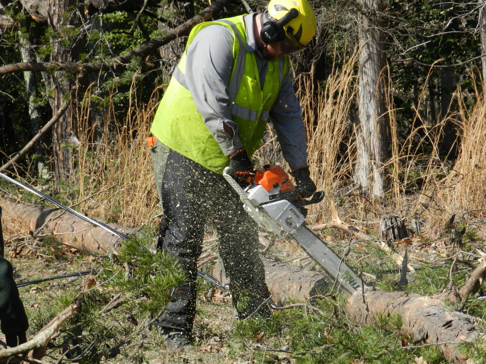 A National Park Service worker cuts a fallen tree at Prince William Forest Park. Over 800 fallen and hazardous trees had been cleared as of Tuesday. (Courtesy National Park Service)