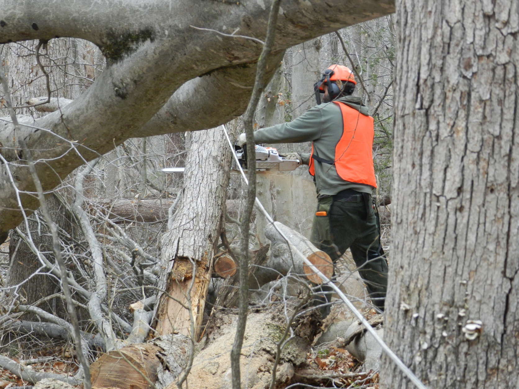 A National Park Service worker cuts a fallen tree at Prince William Forest Park. Over 800 fallen and hazardous trees had been cleared as of Tuesday. (Courtesy National Park Service)