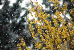 Snow falls on blooming forsythia shrubs during a snowstorm in early March 2014. (WTOP/Dave Dildine)