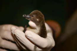 The chick marks the first time any zoo or aquarium in North America has hatched 1,000 African penguin chicks. (Courtesy Maryland Zoo of Baltimore)