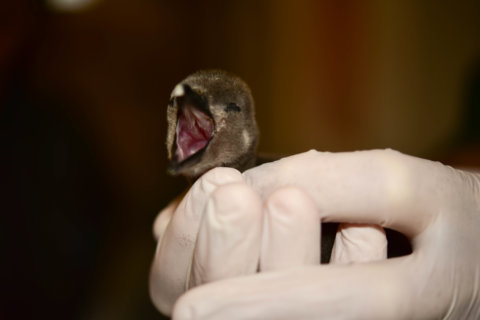 Photos: Maryland Zoo needs your help naming new penguin chick