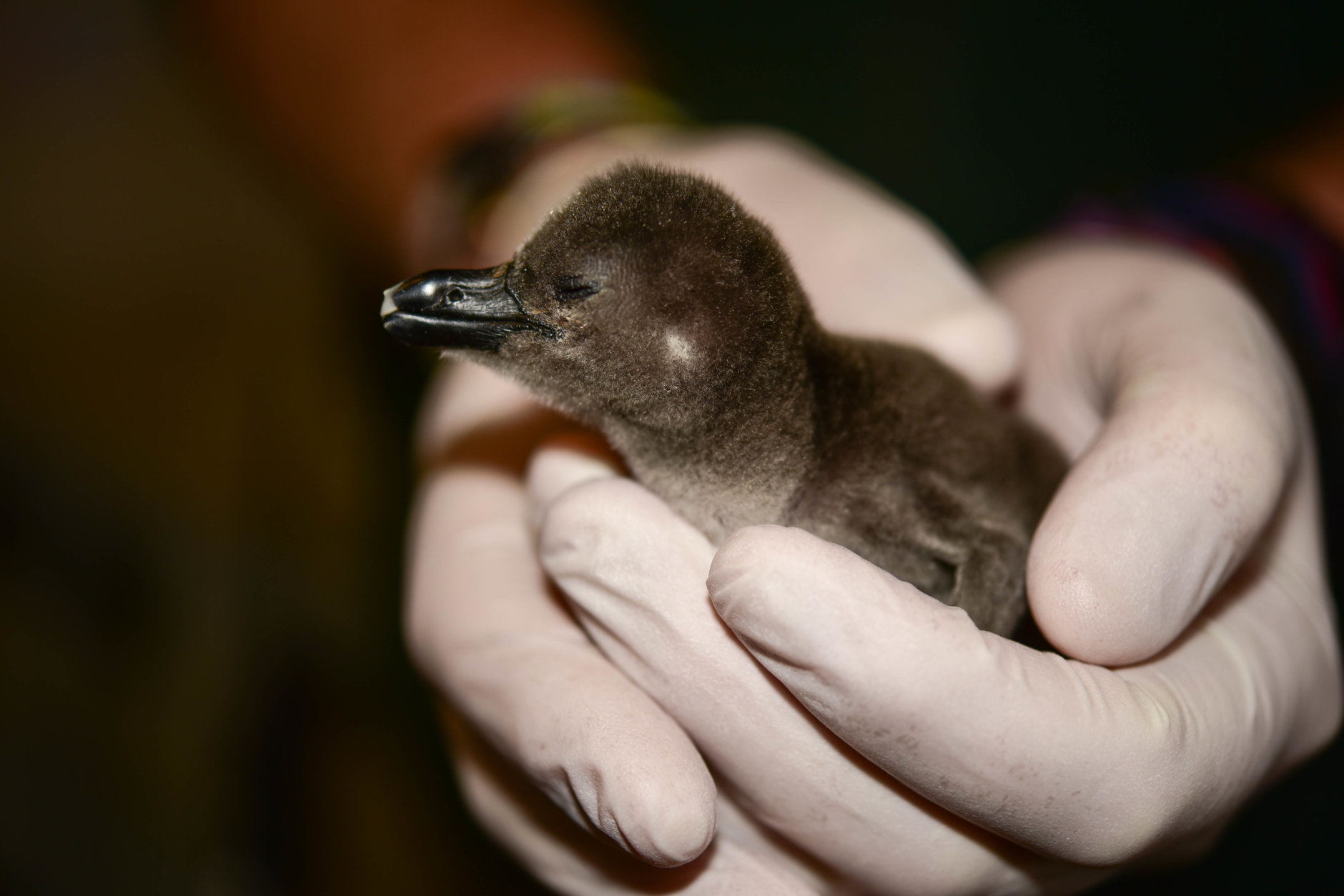 The Maryland Zoo in Baltimore is calling for the public's help naming their 1,000 African penguin chick. (Courtesy Maryland Zoo of Baltimore)