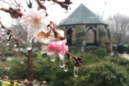 The wintry mix upstaged signs of spring Tuesday around the National Cathedral. (WTOP/Kristi King)