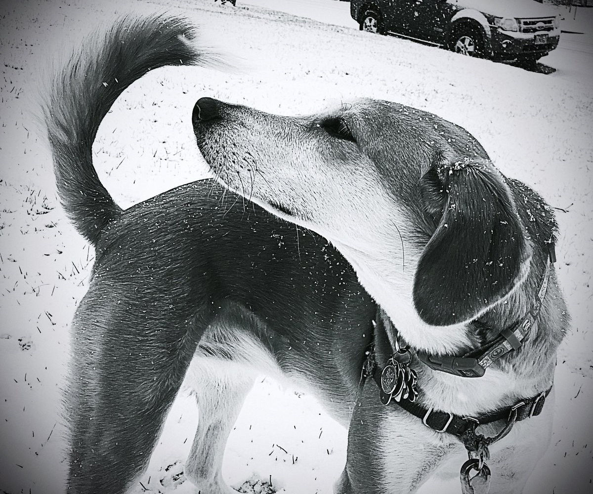 A dog, apparently objecting to snow falling on the first day of March, turns his nose in North Arlington, near East Falls Church, Virginia. (Courtesy Lisa via Twitter)