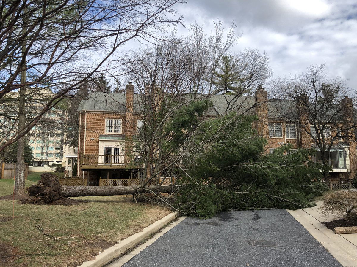 A downed tree blocks a drive way in the D.C. area. (Courtesy IC via Twitter)