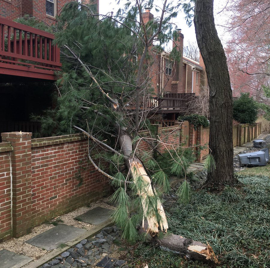 Downed tree and over turned garbage cans in the D.C. area. (Courtesy Endiseli Kil via Twitter)
